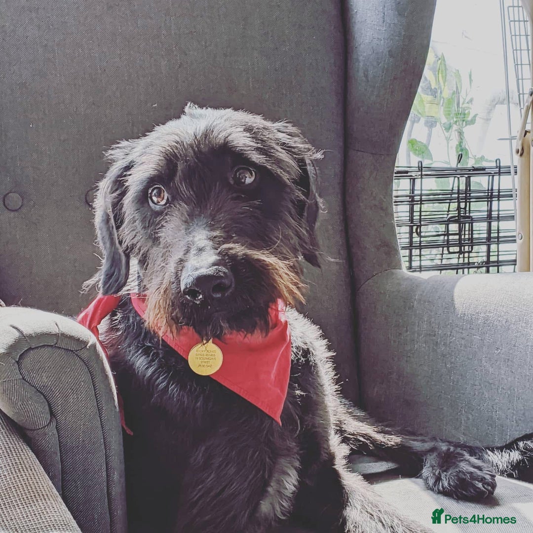 Mixed Breed dogs for sale: Rehoming older labradoodle x Lurcher - Image 5