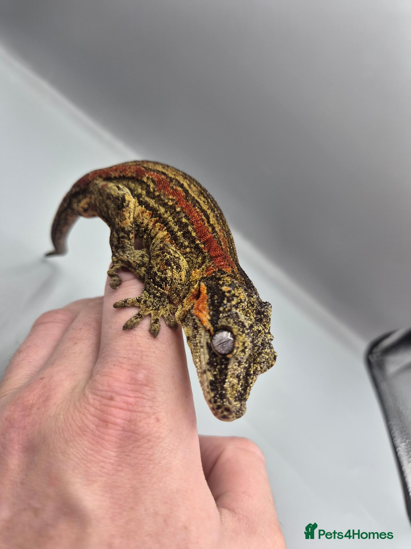 Gecko reptiles Proven breeder Red striped gargoyle gecko - Advert 5