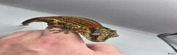 Gecko reptiles for sale: Proven breeder Red striped gargoyle gecko - Advert 1
