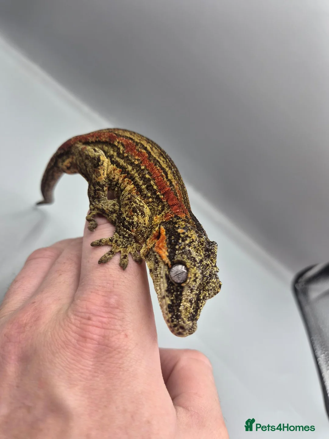 Gecko reptiles for sale: Proven breeder Red striped gargoyle gecko - Advert 1