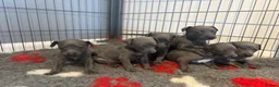 Whippet dogs for sale: Stunning Blue KC Reg Whippets Pups  in Canterbury - Advert 8