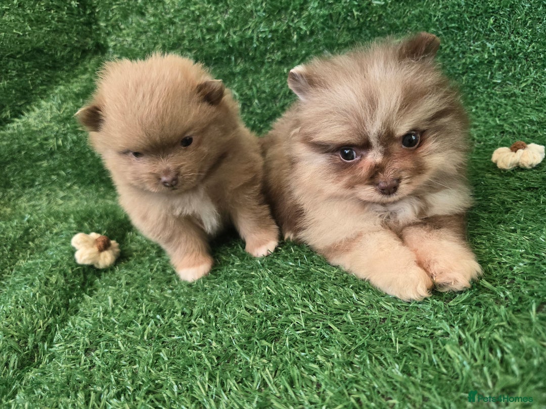 Pomeranian dogs for sale: 💜Lavender lilac chocolate merle exceptional poms - Advert 31
