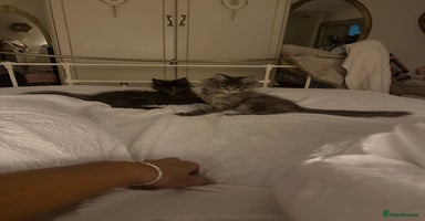 Maine Coon cats - Advert 4