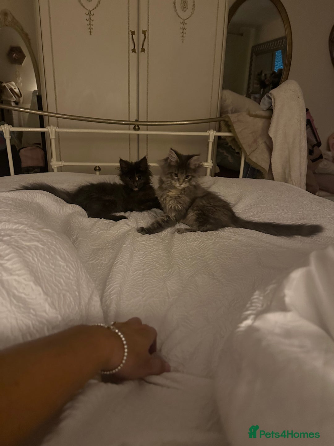 Maine Coon cats for sale: Beautiful fluffy Maine coon girl.  - Image 2