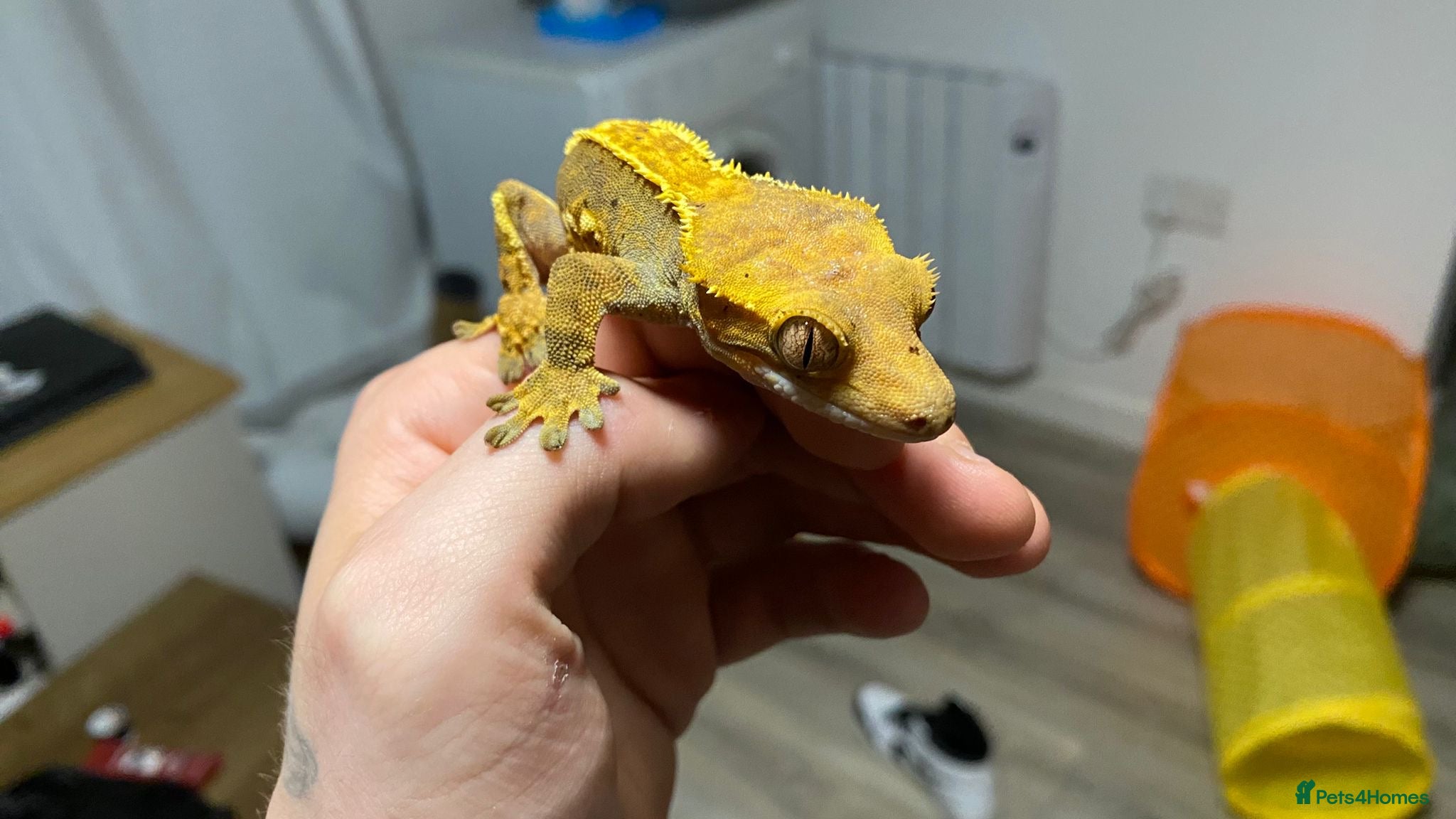 Gecko reptiles 3 Adult Crested Geckos, and recently laid egg. 🥚  - Advert 1