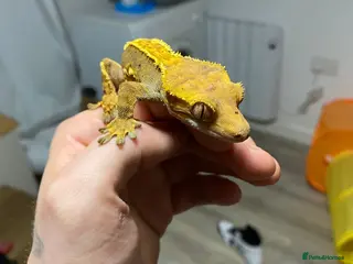 Gecko reptiles 3 Adult Crested Geckos - Advert 15