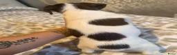 Jack Russell dogs for sale: Beautiful Jack Russell puppies  - Advert 5