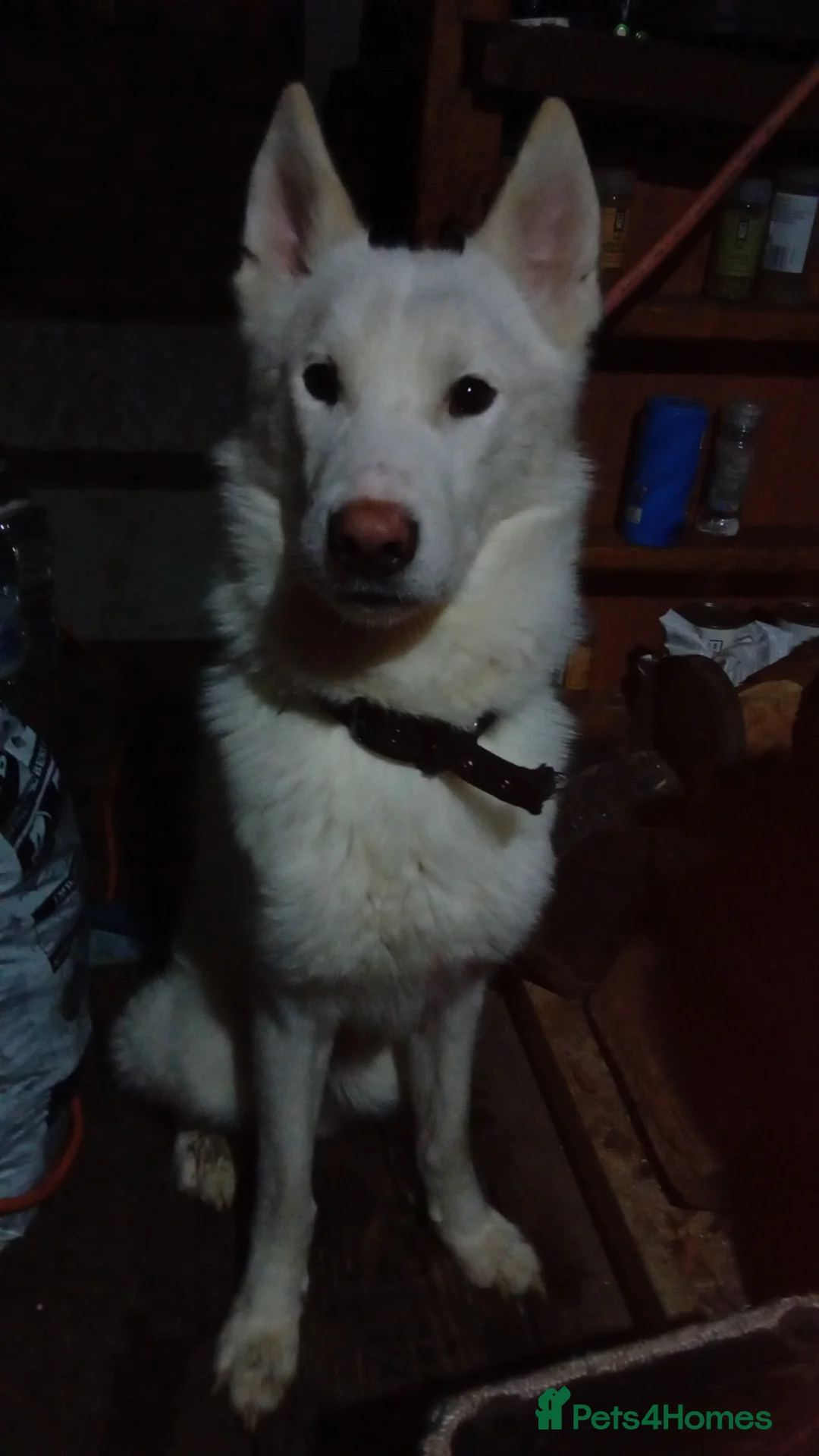 German Shepherd dogs for sale: Meet Slim - Advert 1