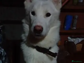 German Shepherd dogs Meet Slim - Advert 2