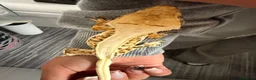 Gecko reptiles for sale: Crested gecko pair - Advert 1