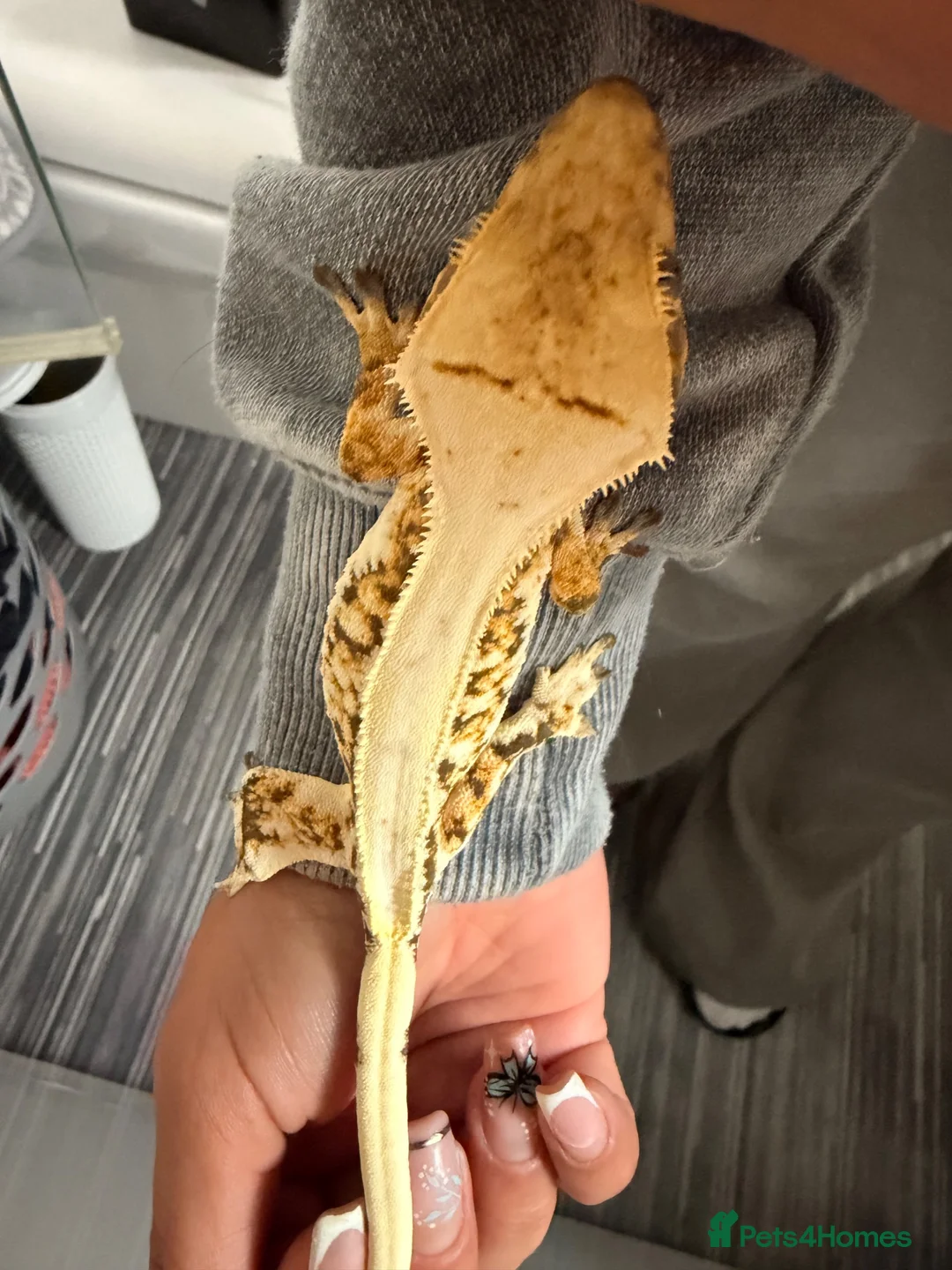 Gecko reptiles for sale: Crested gecko pair - Advert 1