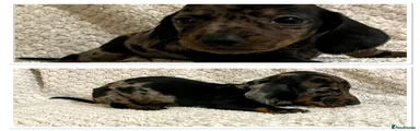 Miniature Dachshund Puppy 2
