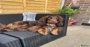 Sprocker dogs - Advert 8