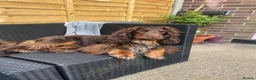 Sprocker dogs for stud: PROVEN SPROCKER SPANIEL - Advert 2