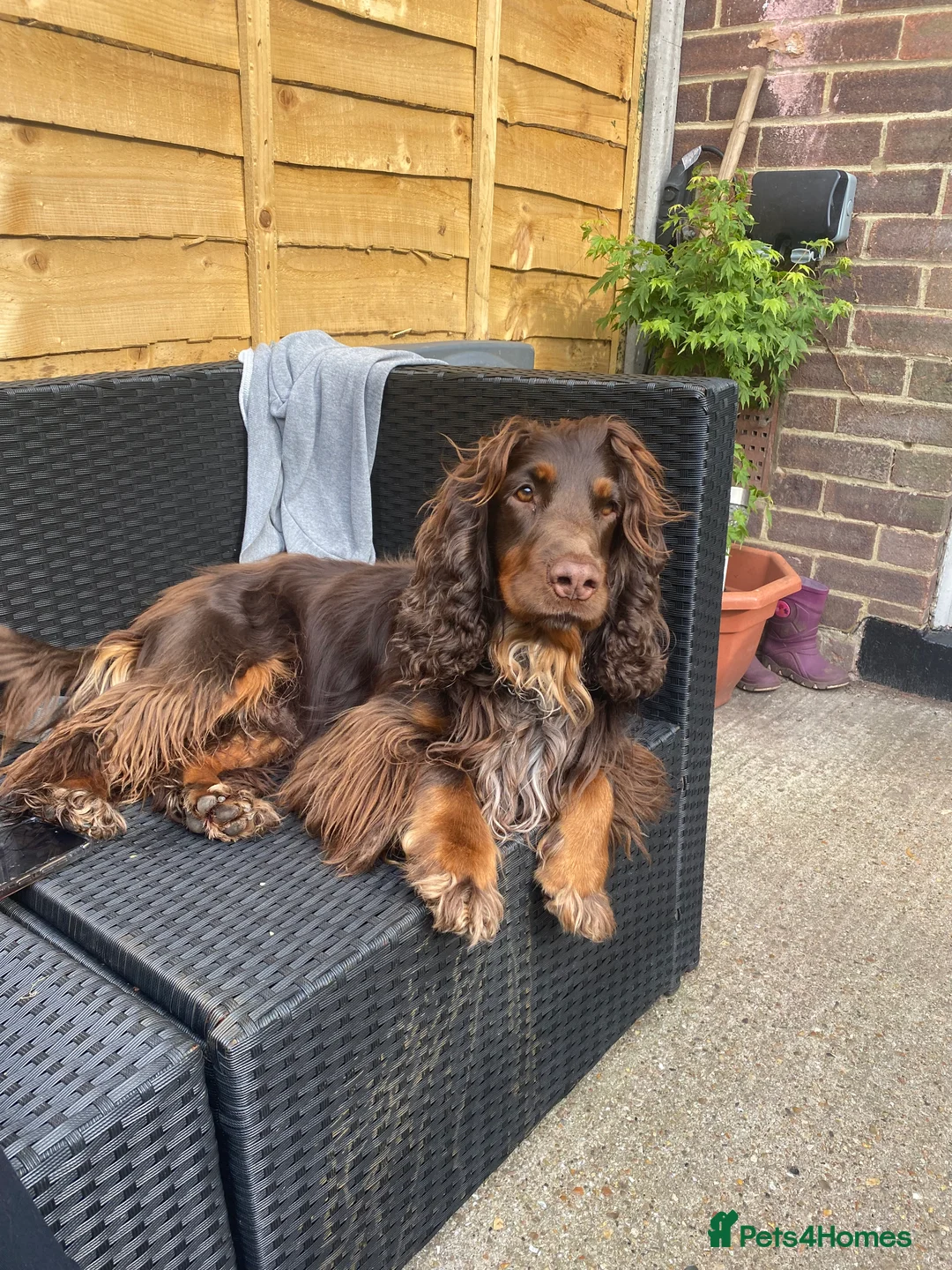 Sprocker dogs for stud: PROVEN SPROCKER SPANIEL - Advert 2