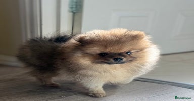 Pomeranian dogs - Advert 8