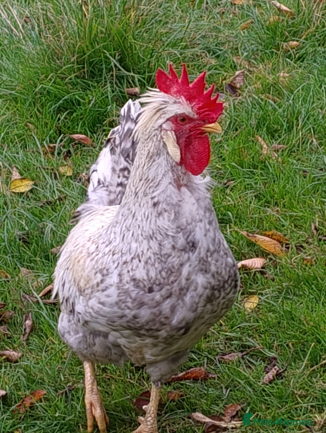 Chickens poultry for sale: Cream Legbar Cock & 2 hens Rare Blue Eggs Norfolk - Advert 7