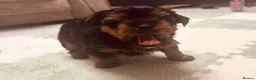 Yorkshire Terrier dogs for sale: 🐾  Beautiful Yorkshire Terrier Puppies  🐾 - Advert 14