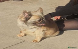 French Bulldog dogs for sale: Stunning boys - Image 5