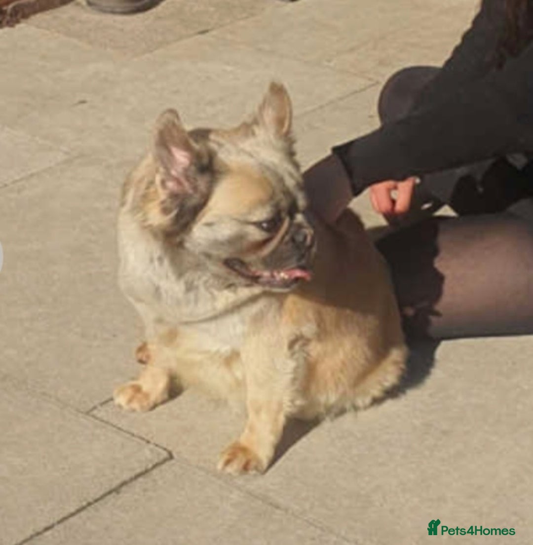 French Bulldog dogs for sale: Stunning boys - Image 5
