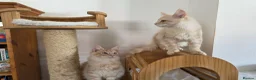 Maine Coon cats for sale: Two beautiful Maine Coon kittens - Advert 2