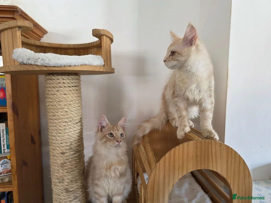 Maine Coon cats for sale: Two beautiful Maine Coon kittens - Advert 2