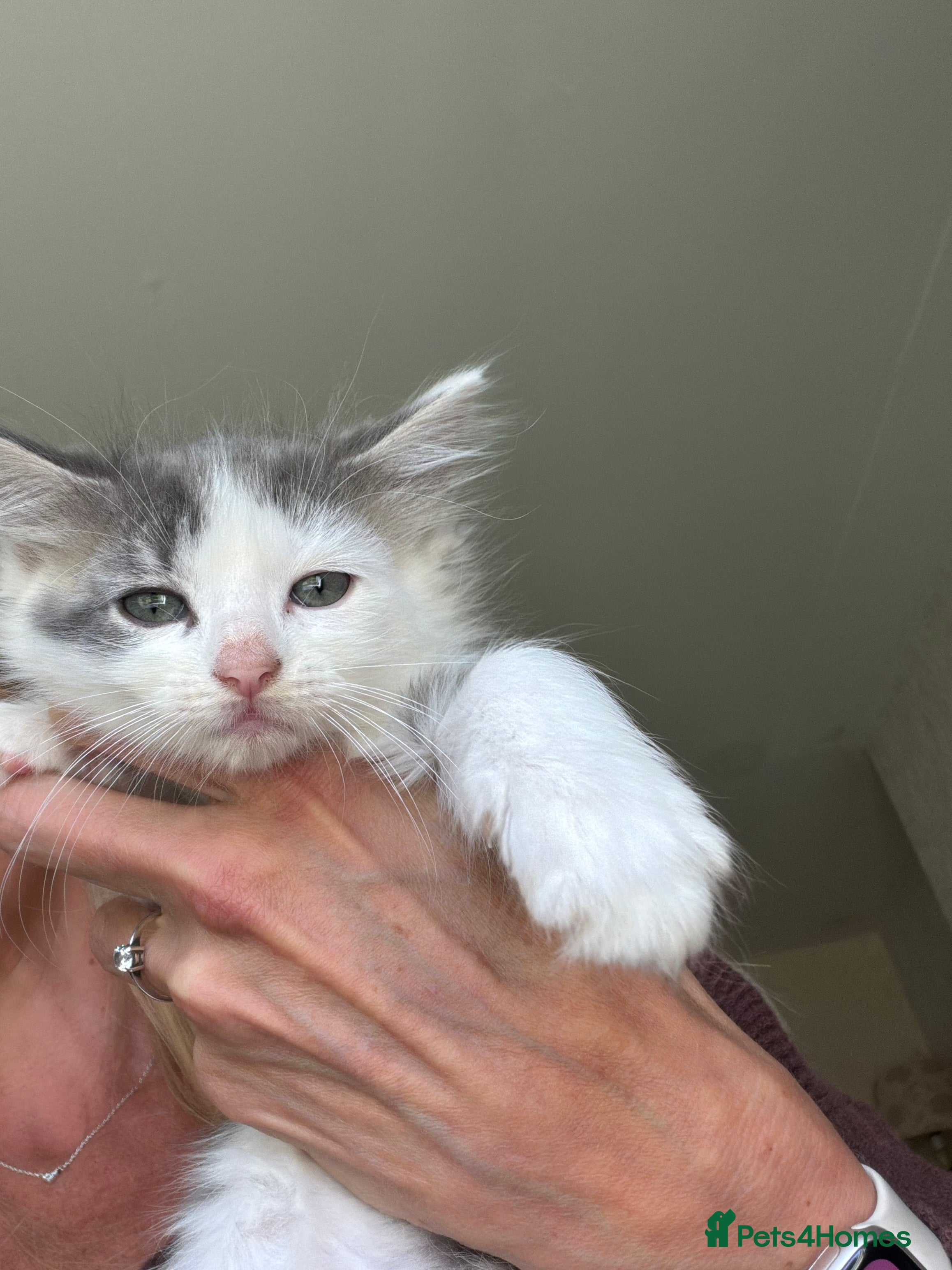 Ragdoll cats 2 stunning solid blue ragdoll cross kittens - Advert 2