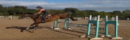 Irish Sports horses for sale: Seriously Talented Prospect  - Advert 11