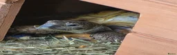 Hermann Tortoise reptiles for sale: Hermann tortoise  in Barnsley - Advert 2