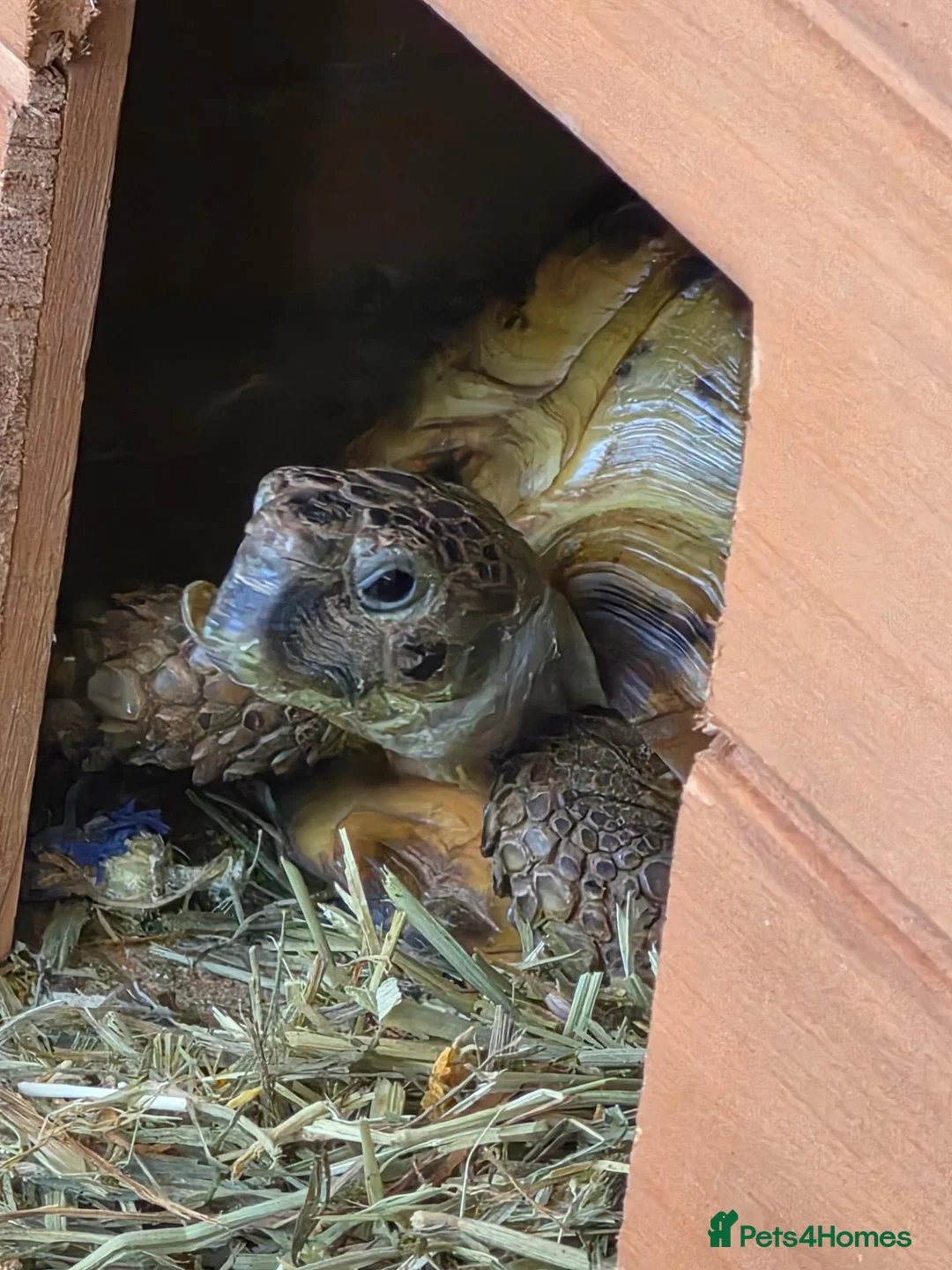 Hermann Tortoise reptiles for sale: Hermann tortoise  in Barnsley - Advert 2