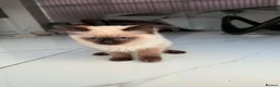 Ragdoll cats for sale: Ragdoll male kittens  - Advert 7