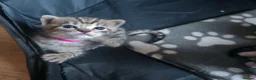 Bengal cats for sale: 1 Female Left!! Ready to leave Bengal Mix Kittens - Advert 20
