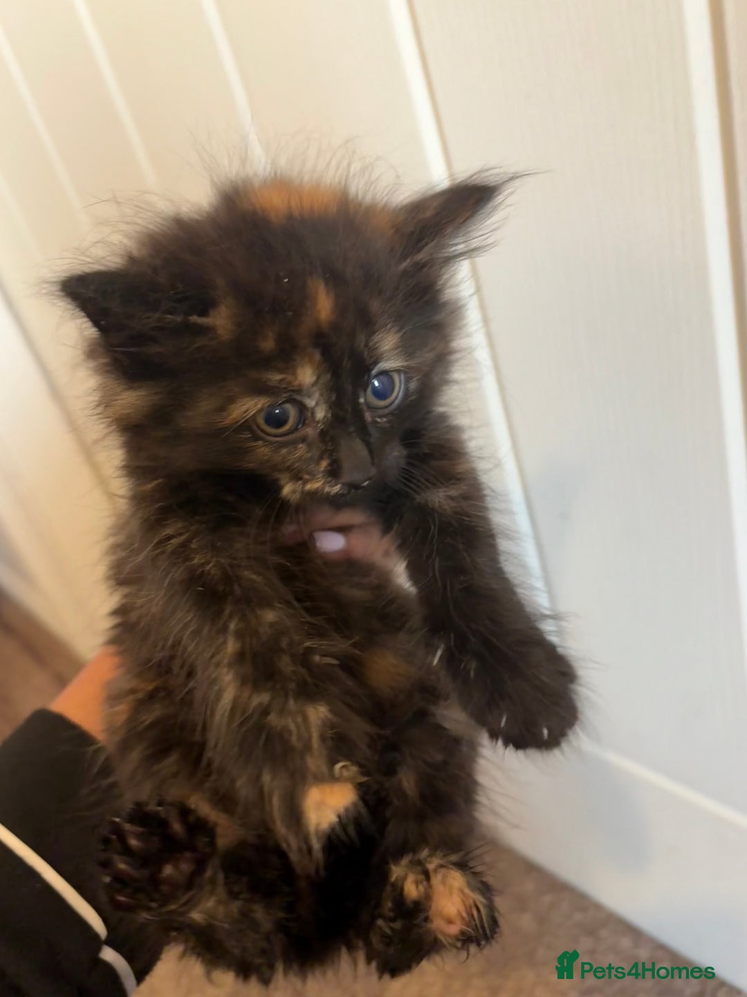Domestic Shorthair cats for sale: Kittens for Sale  - Image 4