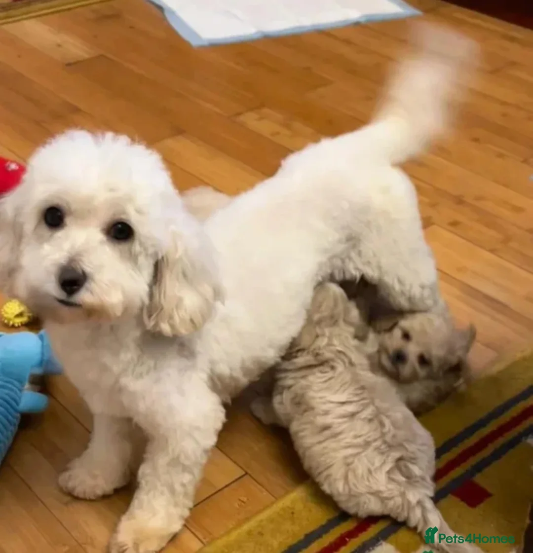 Maltipoo dogs for sale: Toy Maltipoo Puppies - READY NOW - Advert 12
