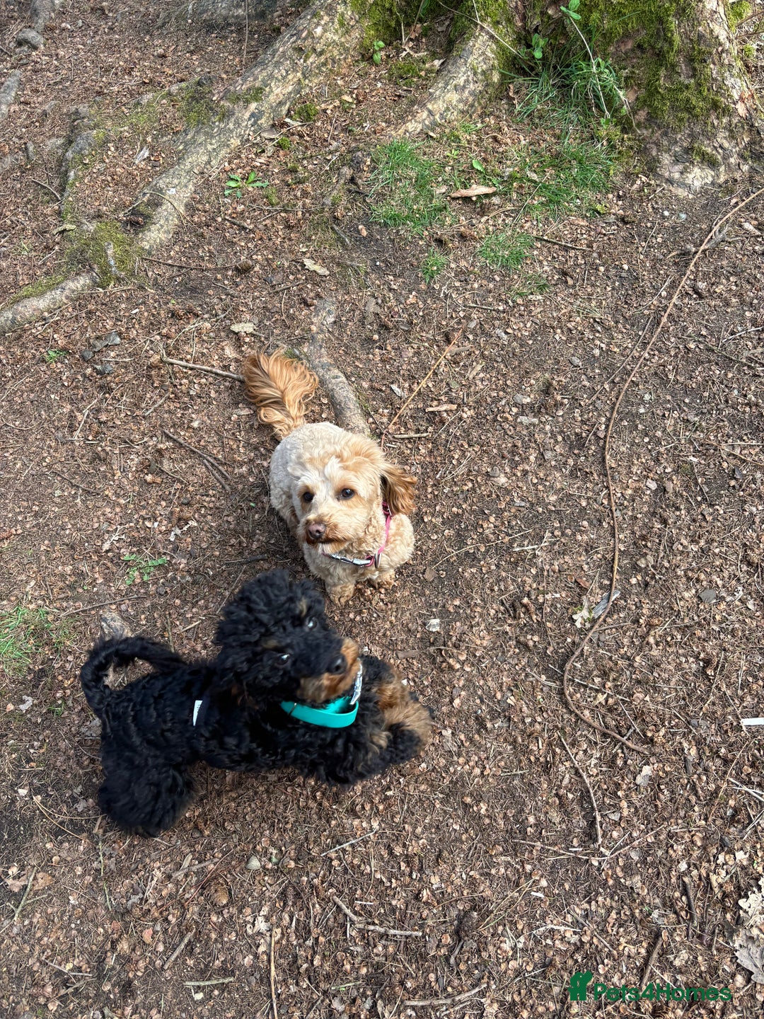 Cavapoochon dogs for sale: Toy Cavapoochon Puppies F1B - Image 2