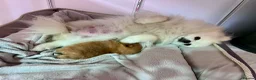 Pomeranian dogs for sale: Fabolous pomeranian female puppy - Advert 7