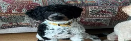 Bordoodle dogs for sale: F1b Bordoodle extensive genetic test clear - Advert 5