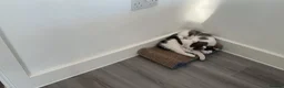 Domestic Shorthair cats for sale: Short haired domestic kittens in Exeter - Advert 3