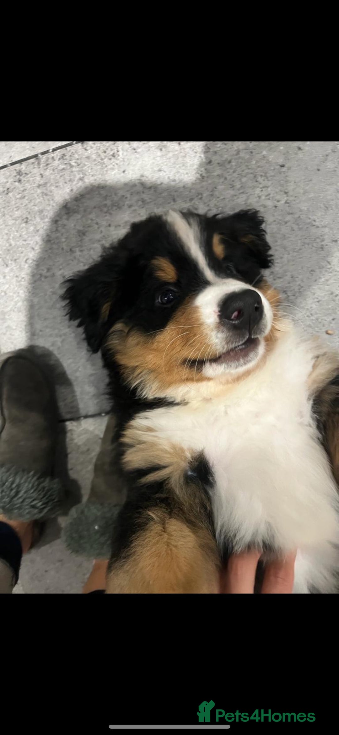 Bernese Mountain Dog dogs for stud: 🔥 CRUZ💥 TOP QUALITY BERNESE MOUNTAIN DOG STUD in Whitehaven - Image 37