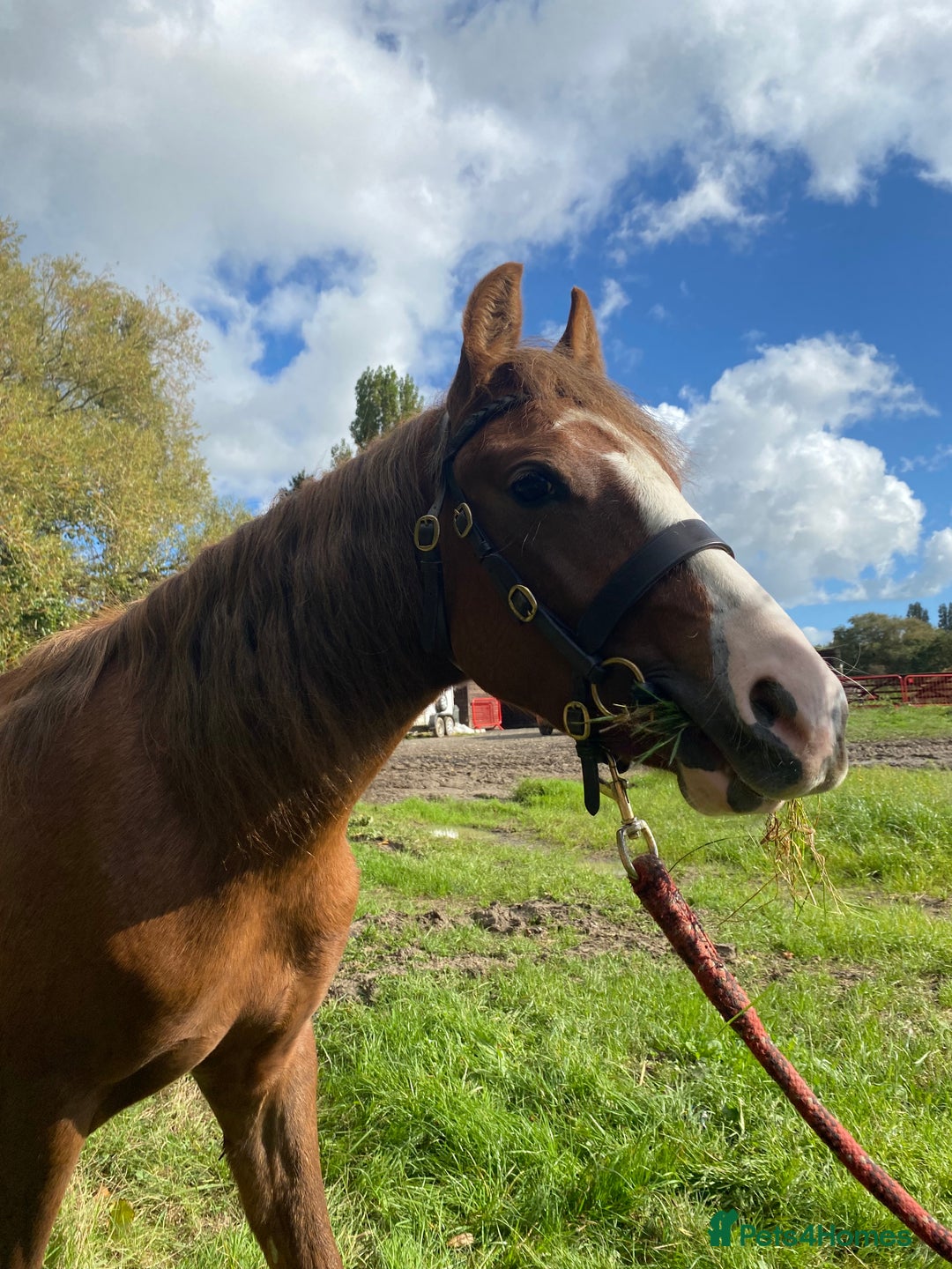 Welsh Section C horses for sale: colt for sale  - Image 9