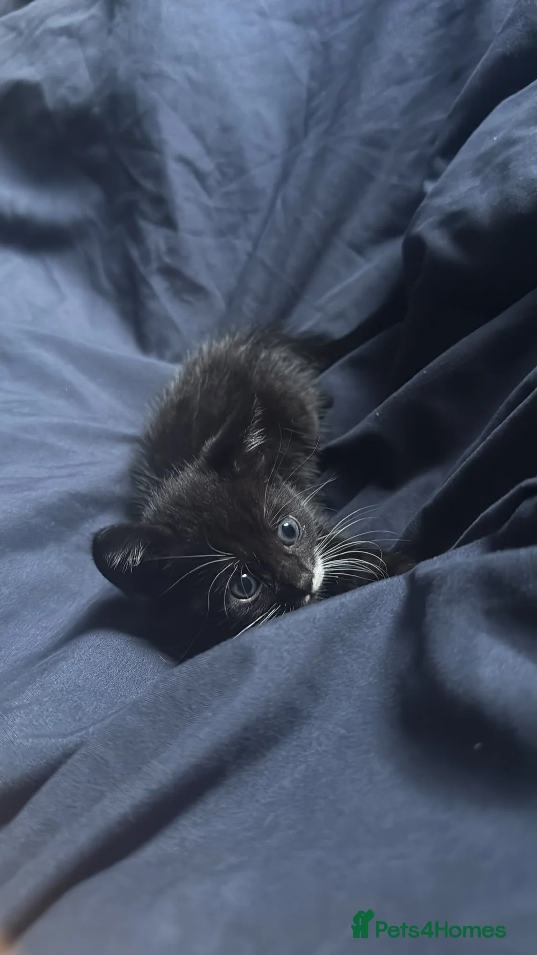 Mixed Breed cats for sale: Mixed breed kitten - Advert 2