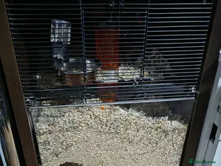 Gerbil rodents Male gerbil and set up - Advert 1