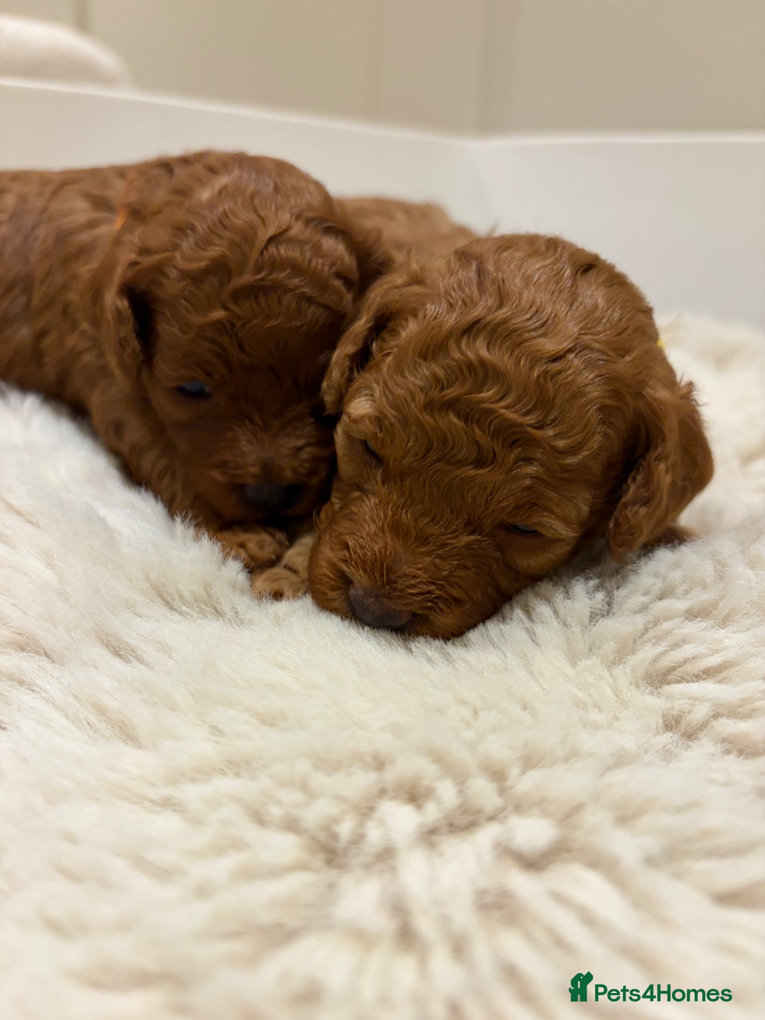 Cavapoo dogs Extensively health tested F1bb Cavapoo puppies  - Advert 18