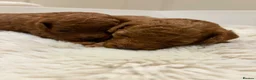 Cavapoo dogs for sale: Cavapoo puppies (Extensively health tested) F1b  - Advert 19