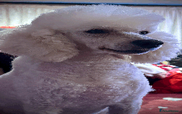 Miniature Poodle dogs for sale: Fabulous Miniature Poodle - Ready Now - Advert 4