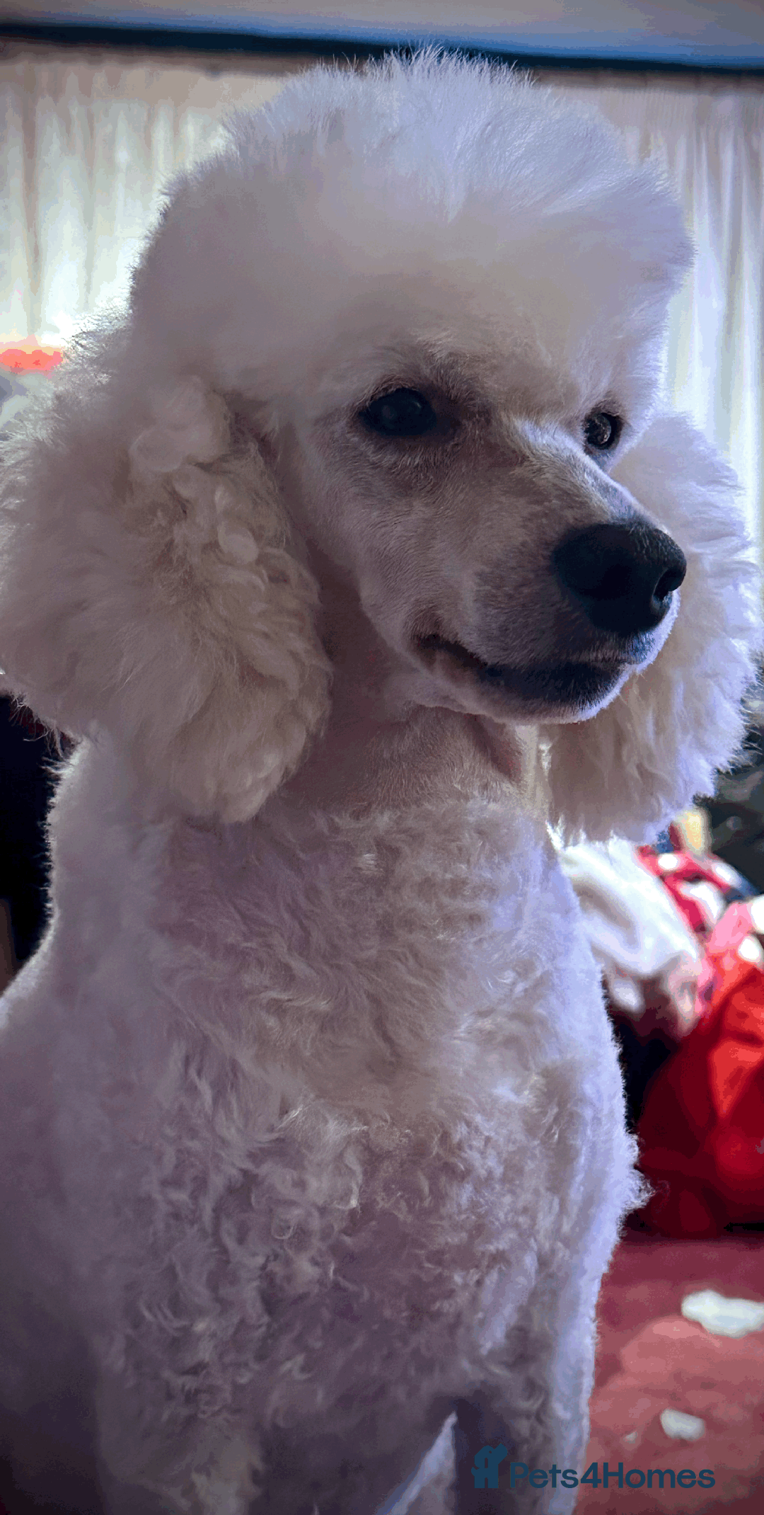 Miniature Poodle dogs for sale: Fabulous Miniature Poodle - Ready Now - Advert 4