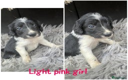 Sprollie dogs for sale: 🩶Beautiful sprollie puppies🩶  - Image 6