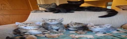 Mixed Breed cats for sale: Friendly kittens - Advert 1