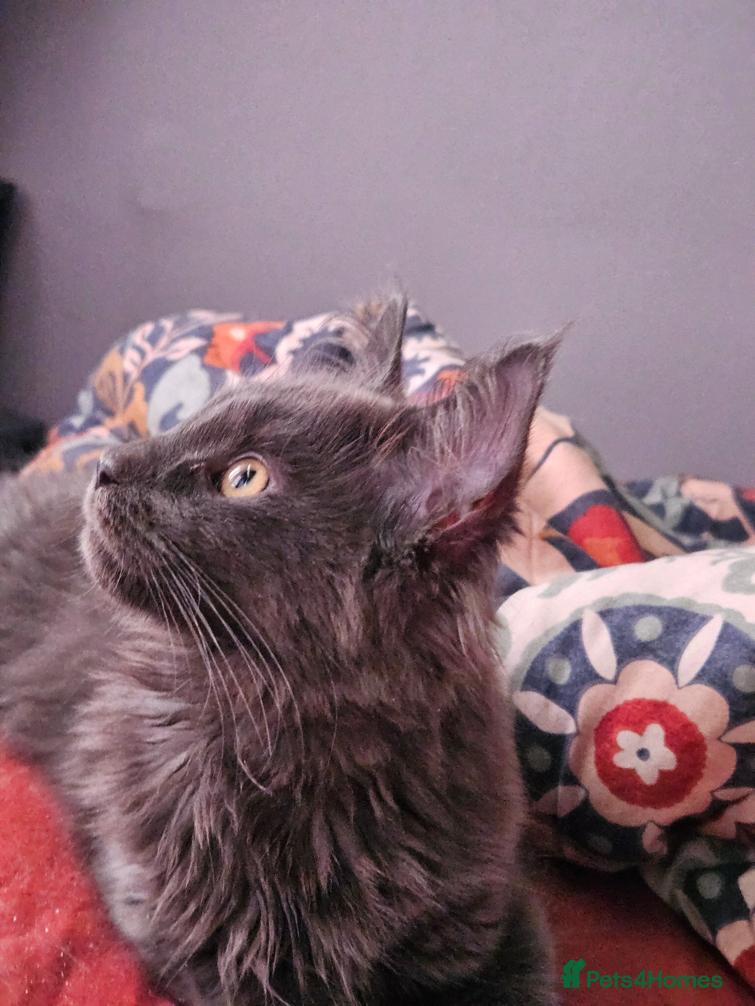 Maine Coon cats Registered Blue Pedigree Maine coon GCCF Kitten  - Advert 17