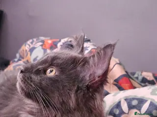 Maine Coon cats Registered Blue Pedigree Maine coon GCCF Kitten - Advert 4